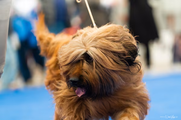 For Pets Cup – DOSPĚLÝ