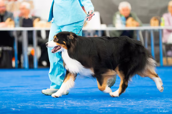 For Pets Cup – DOSPĚLÝ