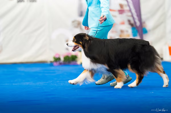 For Pets Cup – DOSPĚLÝ