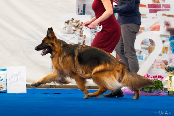 For Pets Cup – DOSPĚLÝ