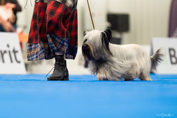 For Pets Cup – DOSPĚLÝ