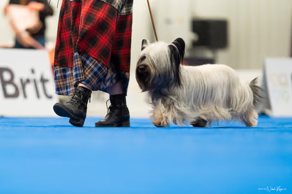 For Pets Cup – DOSPĚLÝ