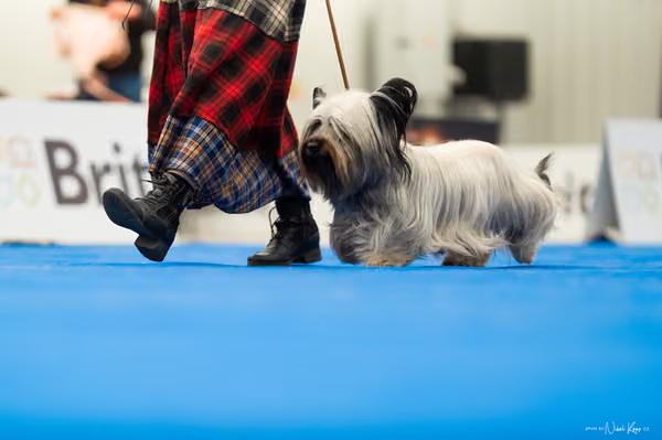 For Pets Cup – DOSPĚLÝ
