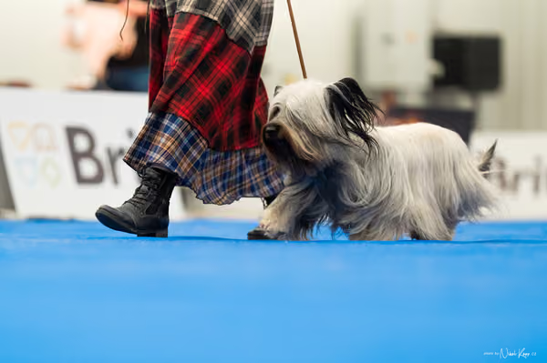 For Pets Cup – DOSPĚLÝ