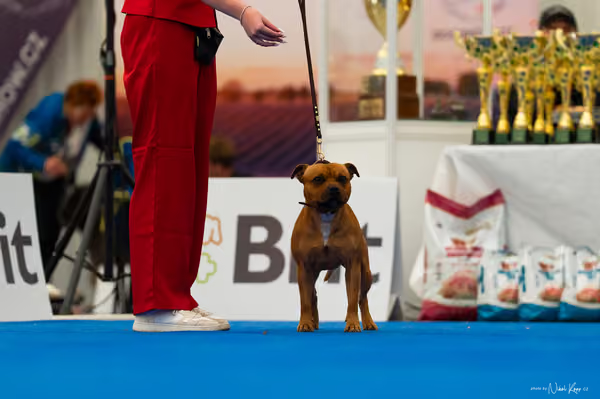 For Pets Cup – DOSPĚLÝ