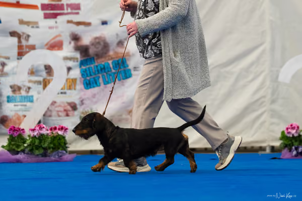 For Pets Cup – DOSPĚLÝ