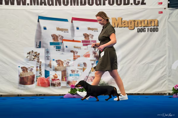 For Pets Cup – DOSPĚLÝ
