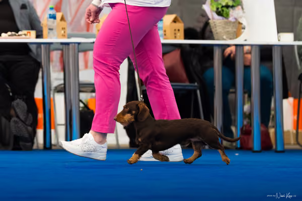 For Pets Cup – DOSPĚLÝ