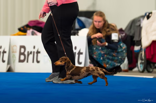 For Pets Cup – DOSPĚLÝ
