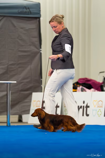 For Pets Cup – DOSPĚLÝ