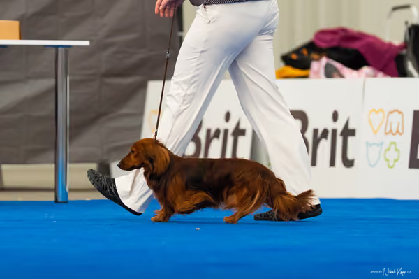For Pets Cup – DOSPĚLÝ