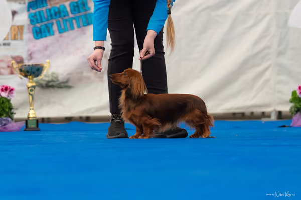For Pets Cup – DOSPĚLÝ