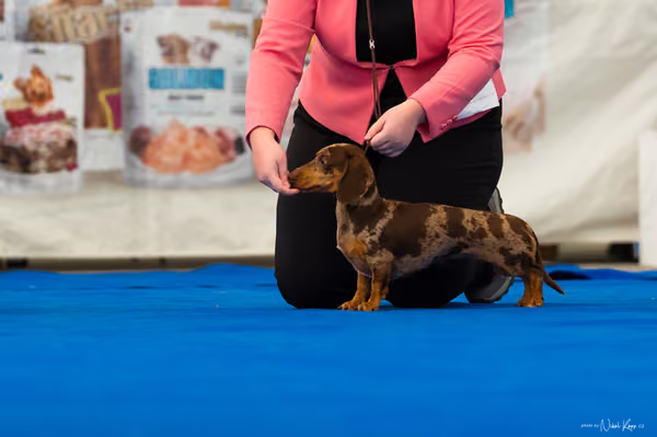 For Pets Cup – DOSPĚLÝ