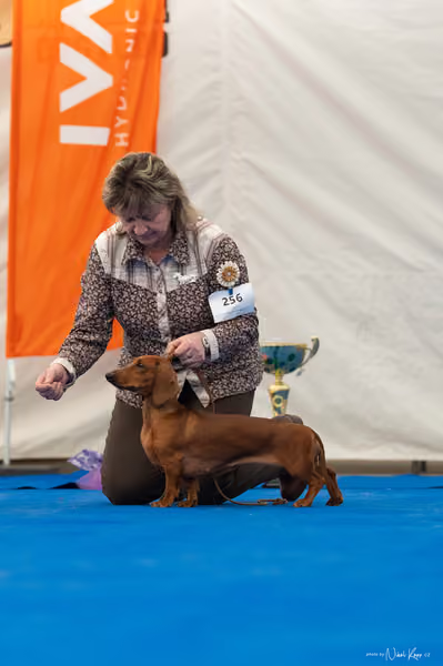 For Pets Cup – DOSPĚLÝ