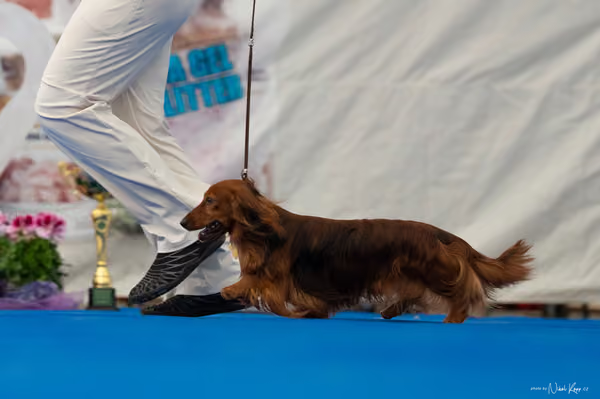 For Pets Cup – DOSPĚLÝ
