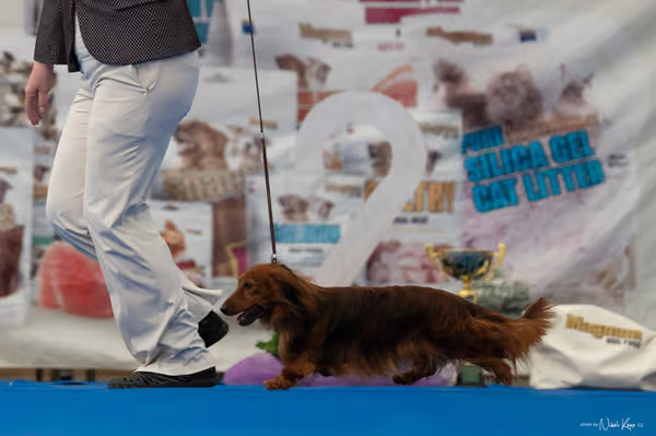 For Pets Cup – DOSPĚLÝ