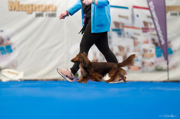 For Pets Cup – DOSPĚLÝ