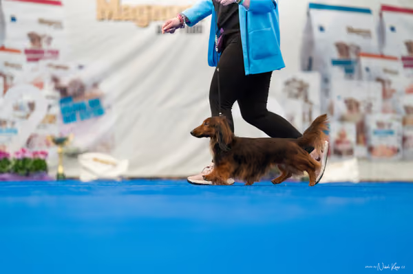 For Pets Cup – DOSPĚLÝ