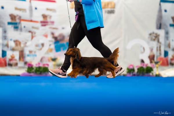 For Pets Cup – DOSPĚLÝ