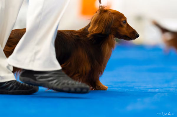 For Pets Cup – DOSPĚLÝ