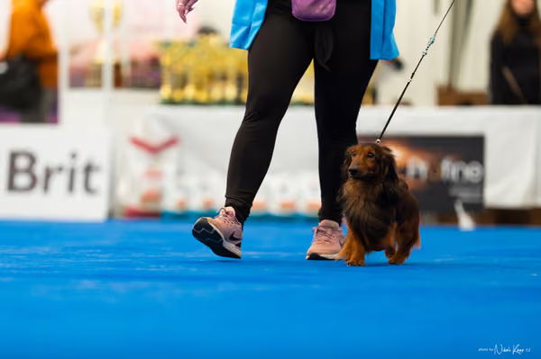 For Pets Cup – DOSPĚLÝ