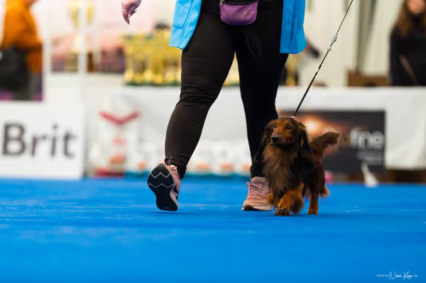 For Pets Cup – DOSPĚLÝ