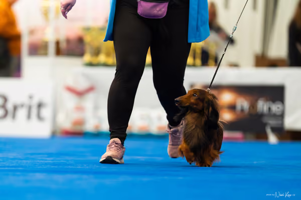 For Pets Cup – DOSPĚLÝ