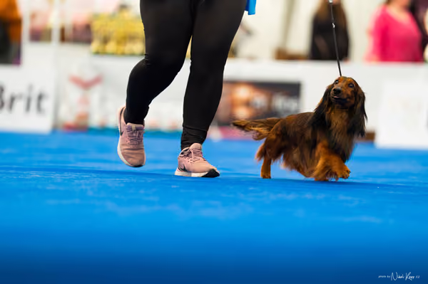 For Pets Cup – DOSPĚLÝ