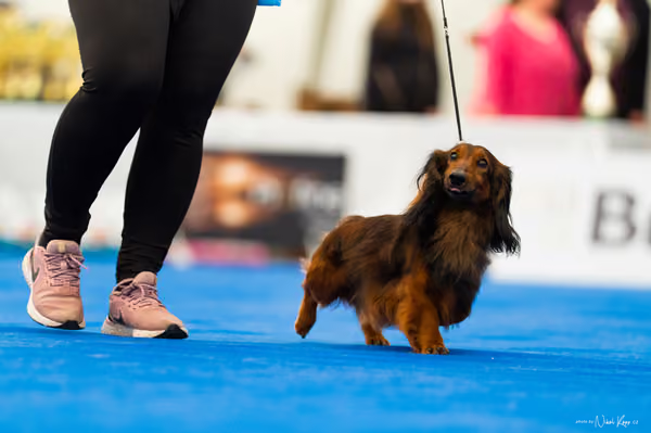 For Pets Cup – DOSPĚLÝ