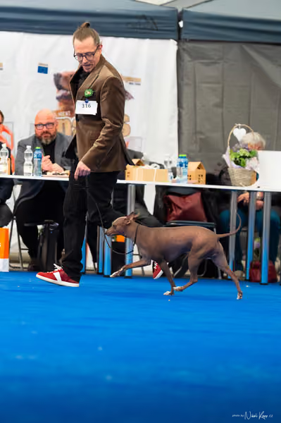 For Pets Cup – DOSPĚLÝ