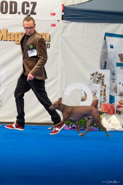 For Pets Cup – DOSPĚLÝ