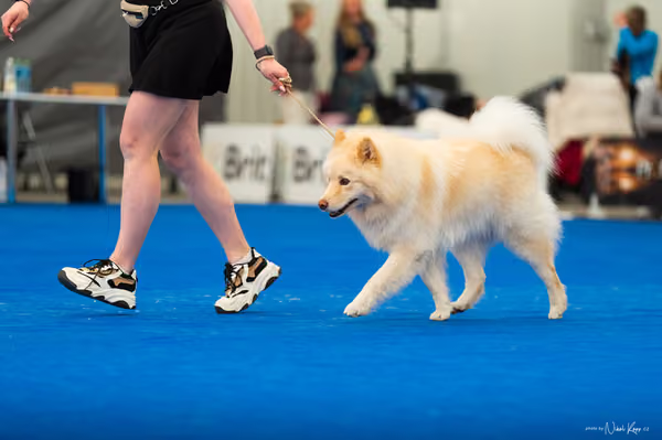 For Pets Cup – DOSPĚLÝ
