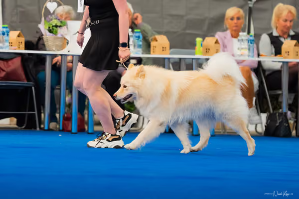 For Pets Cup – DOSPĚLÝ