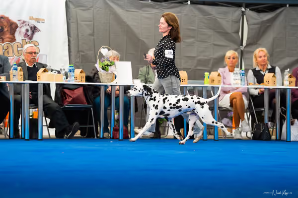 For Pets Cup – DOSPĚLÝ