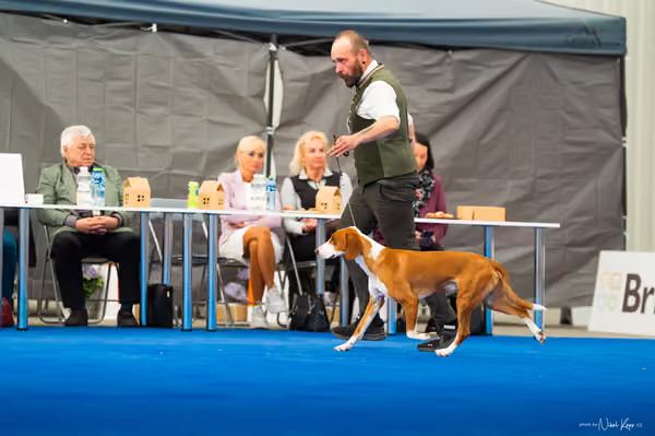 For Pets Cup – DOSPĚLÝ
