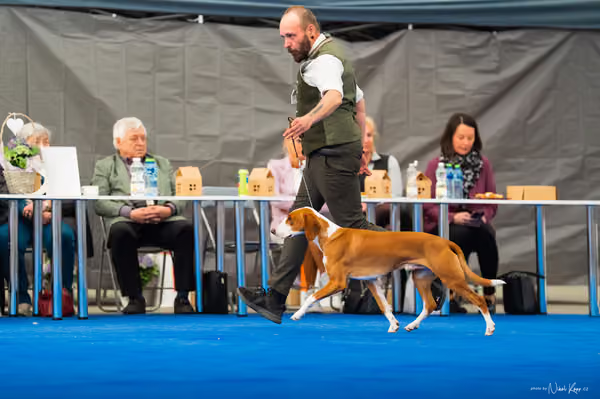 For Pets Cup – DOSPĚLÝ