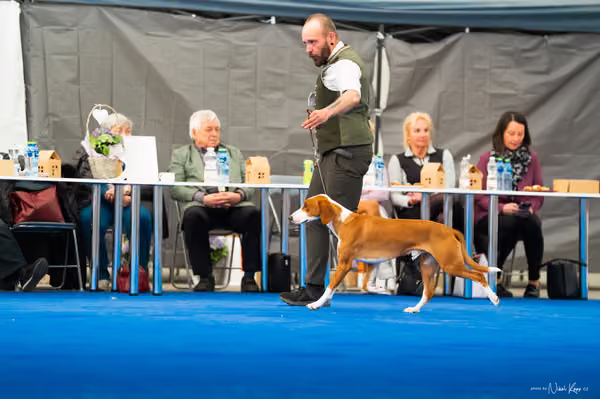 For Pets Cup – DOSPĚLÝ