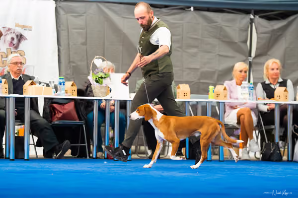 For Pets Cup – DOSPĚLÝ