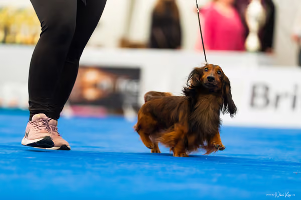 For Pets Cup – DOSPĚLÝ