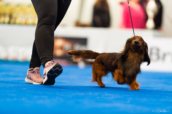 For Pets Cup – DOSPĚLÝ