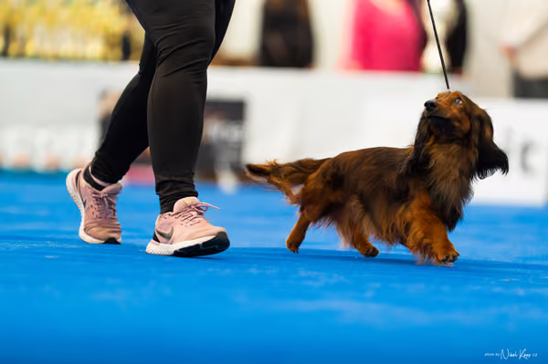 For Pets Cup – DOSPĚLÝ