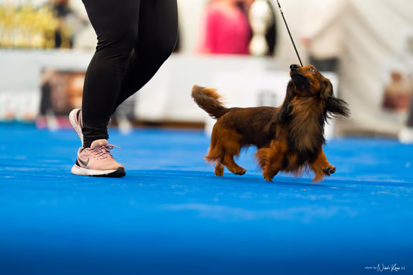 For Pets Cup – DOSPĚLÝ