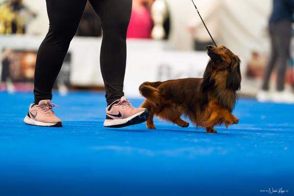 For Pets Cup – DOSPĚLÝ