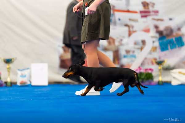For Pets Cup – DOSPĚLÝ