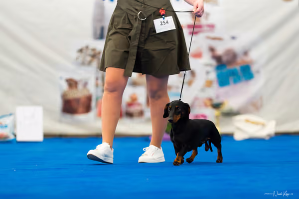 For Pets Cup – DOSPĚLÝ