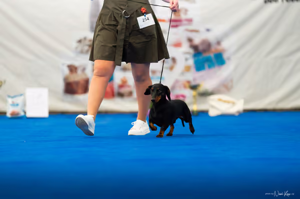 For Pets Cup – DOSPĚLÝ