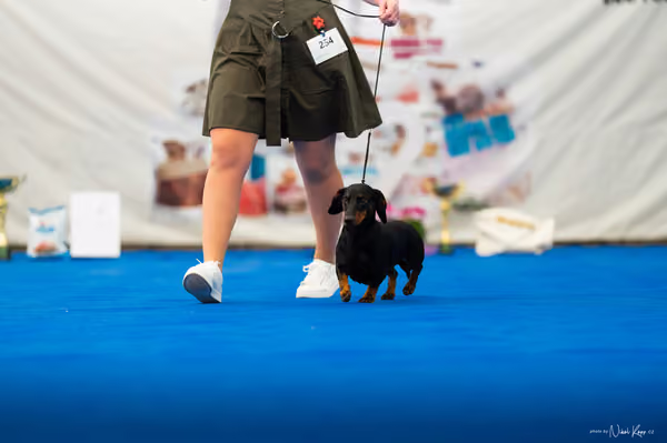 For Pets Cup – DOSPĚLÝ