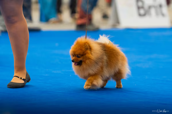For Pets Cup – DOSPĚLÝ