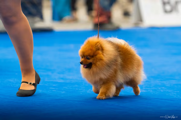 For Pets Cup – DOSPĚLÝ