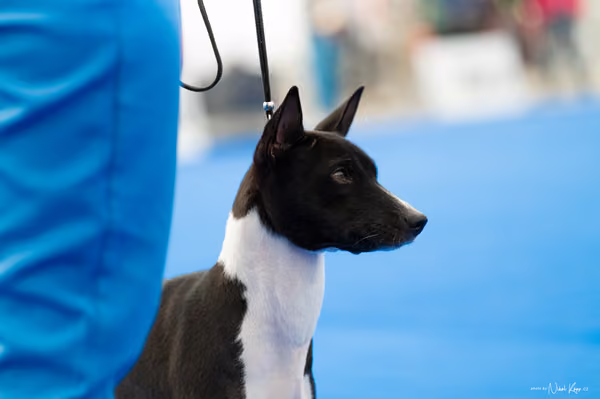 For Pets Cup – DOSPĚLÝ